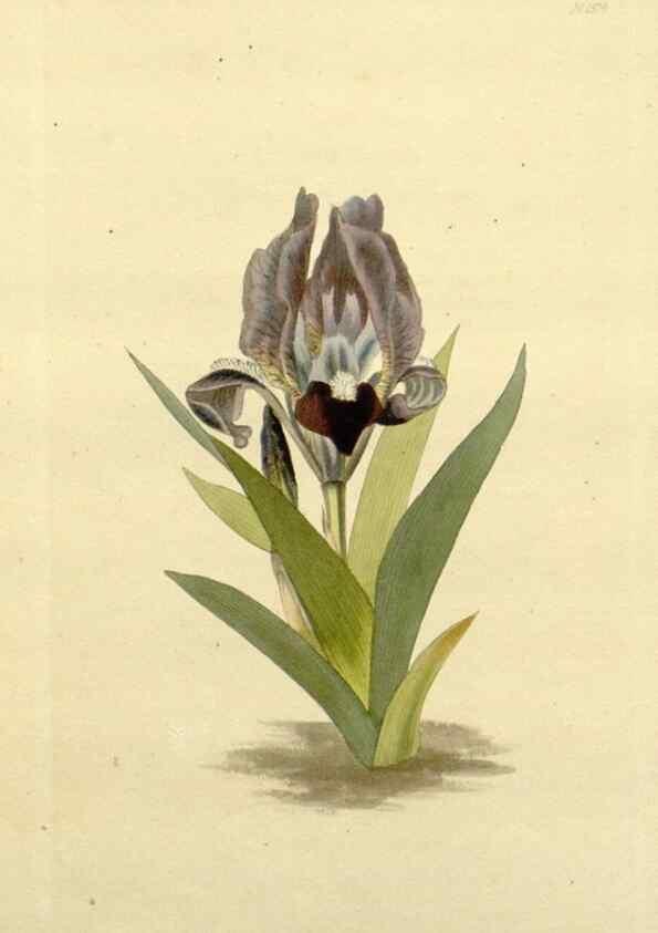 Reproducción/Reproduction 48782955088: The botanical cabinet. London :John & Arthur Arch ...,1817-1833.. 