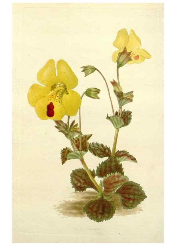 Reproducción/Reproduction 48783487092: The botanical cabinet. London :John & Arthur Arch ...,1817-1833.. 