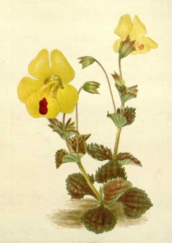 Reproducción/Reproduction 48783487092: The botanical cabinet. London :John & Arthur Arch ...,1817-1833.. 