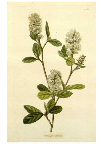 Reproducción/Reproduction 48782956248: The botanical cabinet. London :John & Arthur Arch ...,1817-1833.. 