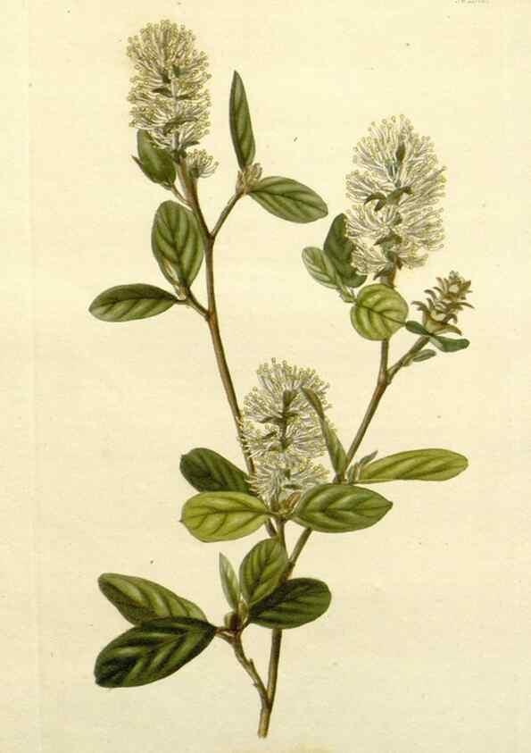 Reproducción/Reproduction 48782956248: The botanical cabinet. London :John & Arthur Arch ...,1817-1833.. 