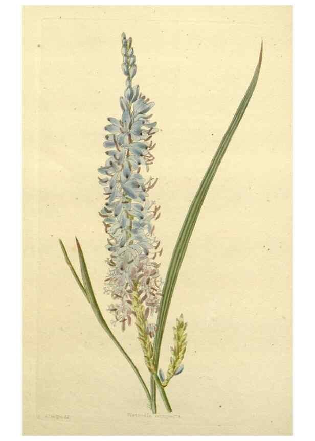 Reproducción/Reproduction 48783488202: The botanical cabinet. London :John & Arthur Arch ...,1817-1833.. 