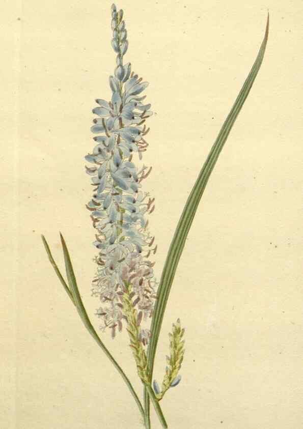 Reproducción/Reproduction 48783488202: The botanical cabinet. London :John & Arthur Arch ...,1817-1833.. 