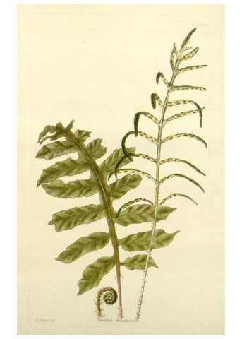 Reproducción/Reproduction 48782957418: The botanical cabinet. London :John & Arthur Arch ...,1817-1833.. 