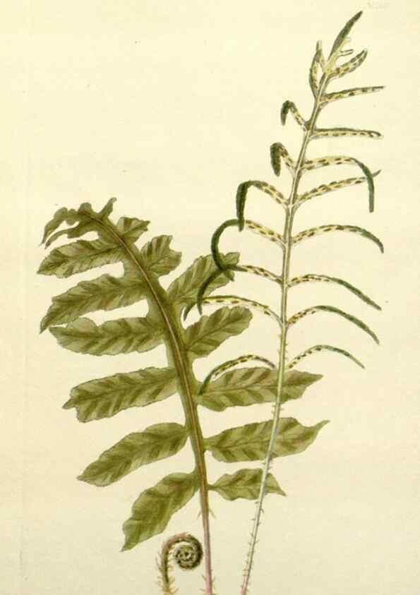 Reproducción/Reproduction 48782957418: The botanical cabinet. London :John & Arthur Arch ...,1817-1833.. 