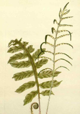 Reproducción/Reproduction 48782957418: The botanical cabinet. London :John & Arthur Arch ...,1817-1833.. 