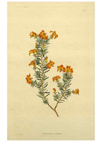 Reproducción/Reproduction 48783322796: The botanical cabinet. London :John & Arthur Arch ...,1817-1833.. 