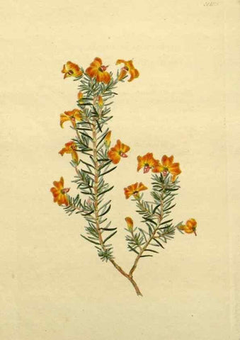 Reproducción/Reproduction 48783322796: The botanical cabinet. London :John & Arthur Arch ...,1817-1833.. 