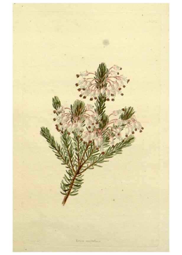 Reproducción/Reproduction 48783484772: The botanical cabinet. London :John & Arthur Arch ...,1817-1833.. 