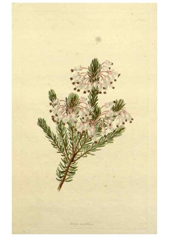Reproducción/Reproduction 48783484772: The botanical cabinet. London :John & Arthur Arch ...,1817-1833.. 