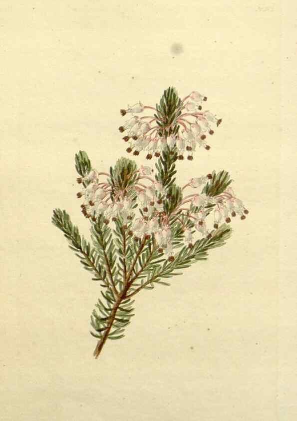 Reproducción/Reproduction 48783484772: The botanical cabinet. London :John & Arthur Arch ...,1817-1833.. 