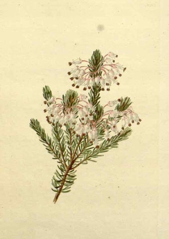 Reproducción/Reproduction 48783484772: The botanical cabinet. London :John & Arthur Arch ...,1817-1833.. 