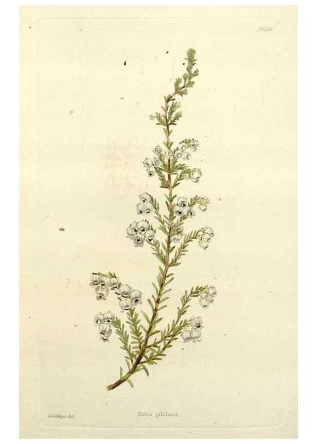 Reproducción/Reproduction 48783479422: The botanical cabinet. London :John & Arthur Arch ...,1817-1833.. 
