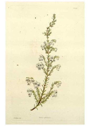 Reproducción/Reproduction 48783479422: The botanical cabinet. London :John & Arthur Arch ...,1817-1833.. 