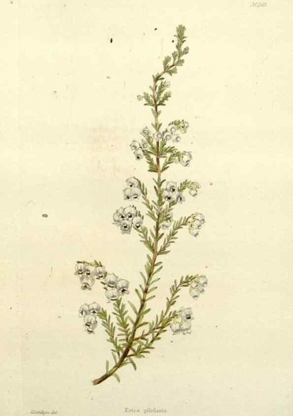 Reproducción/Reproduction 48783479422: The botanical cabinet. London :John & Arthur Arch ...,1817-1833.. 