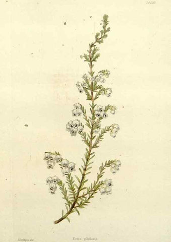 Reproducción/Reproduction 48783479422: The botanical cabinet. London :John & Arthur Arch ...,1817-1833.. 