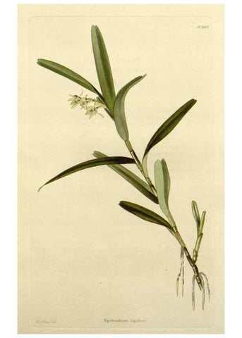Reproducción/Reproduction 48783337216: The botanical cabinet. London :John & Arthur Arch ...,1817-1833.. 