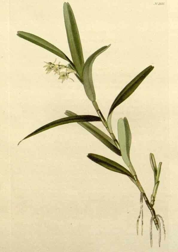 Reproducción/Reproduction 48783337216: The botanical cabinet. London :John & Arthur Arch ...,1817-1833.. 