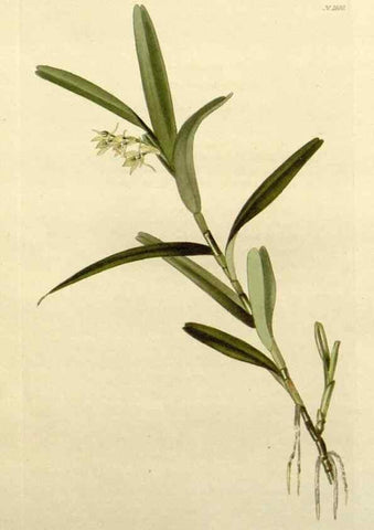 Reproducción/Reproduction 48783337216: The botanical cabinet. London :John & Arthur Arch ...,1817-1833.. 