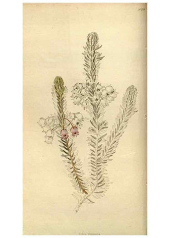 Reproducción/Reproduction 48783094113: The botanical cabinet. London :John & Arthur Arch ...,1817-1833.. 