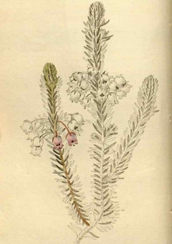 Reproducción/Reproduction 48783094113: The botanical cabinet. London :John & Arthur Arch ...,1817-1833.. 