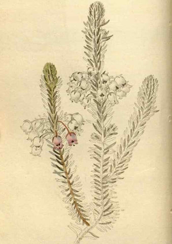Reproducción/Reproduction 48783094113: The botanical cabinet. London :John & Arthur Arch ...,1817-1833.. 