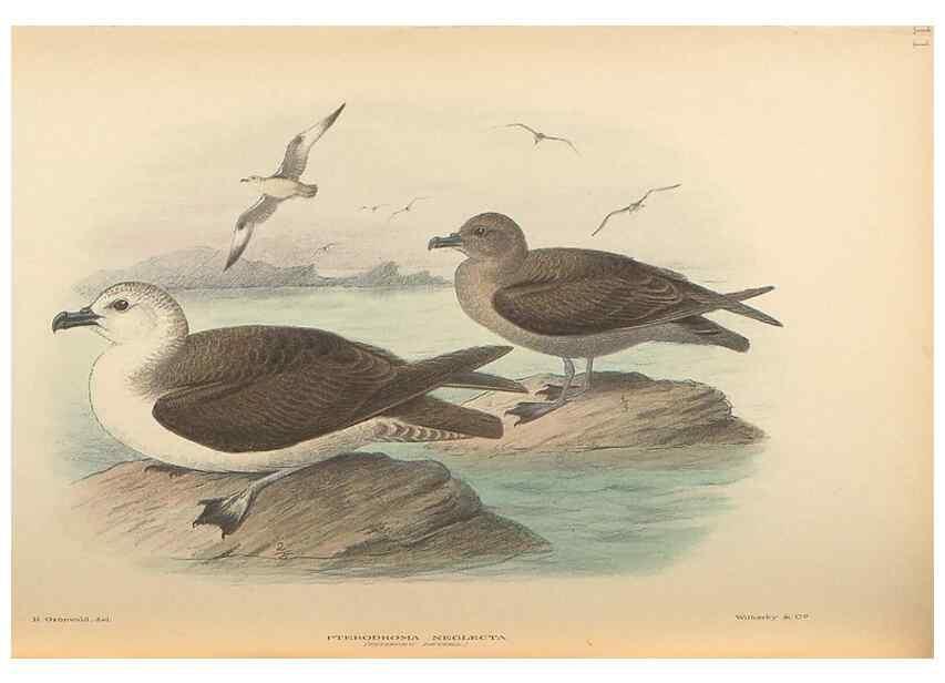 Reproducción/Reproduction 48786585607: The birds of Norfolk & Lord Howe Islands and the Australasian South Polar quadrant :. London :H.F. & G. Witherby,1928.. 