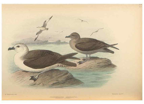 Reproducción/Reproduction 48786585607: The birds of Norfolk & Lord Howe Islands and the Australasian South Polar quadrant :. London :H.F. & G. Witherby,1928.. 
