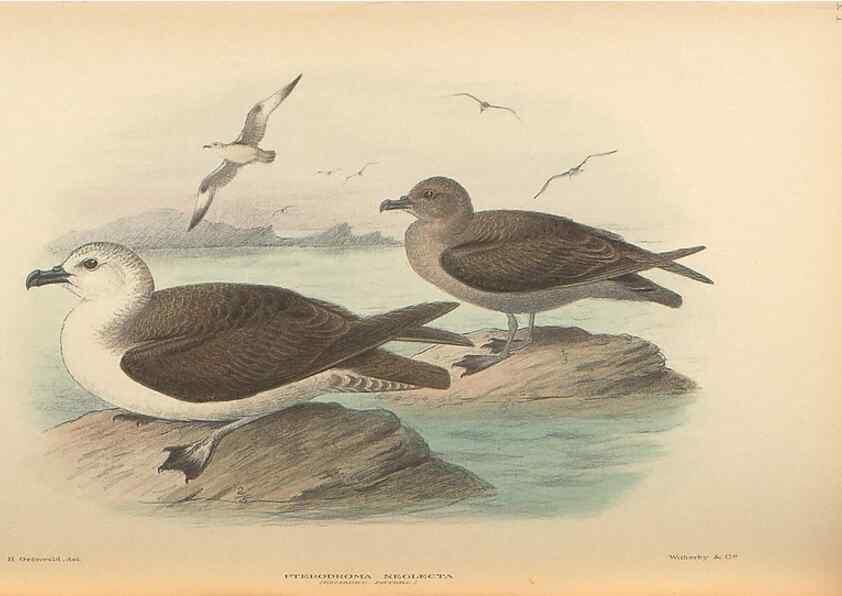Reproducción/Reproduction 48786585607: The birds of Norfolk & Lord Howe Islands and the Australasian South Polar quadrant :. London :H.F. & G. Witherby,1928.. 