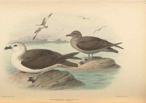 Reproducción/Reproduction 48786585607: The birds of Norfolk & Lord Howe Islands and the Australasian South Polar quadrant :. London :H.F. & G. Witherby,1928.. 