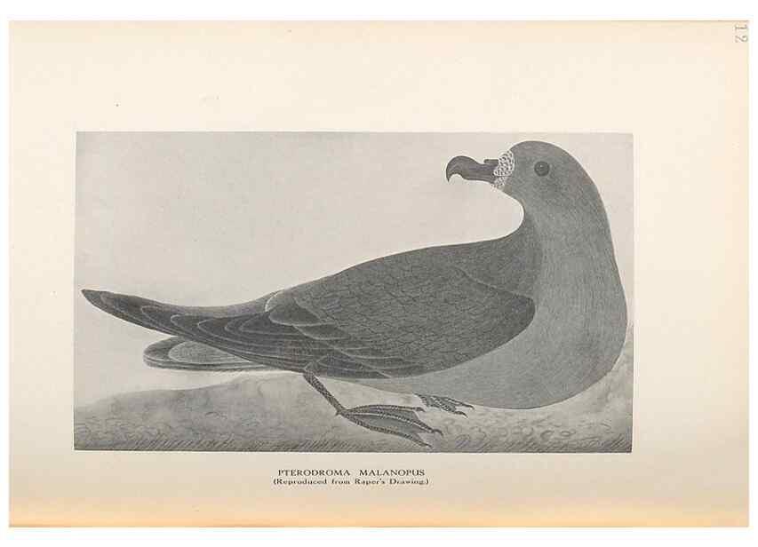 Reproducción/Reproduction 48786434896: The birds of Norfolk & Lord Howe Islands and the Australasian South Polar quadrant :. London :H.F. & G. Witherby,1928.. 