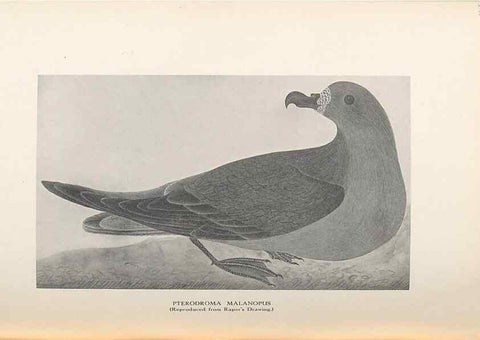 Reproducción/Reproduction 48786434896: The birds of Norfolk & Lord Howe Islands and the Australasian South Polar quadrant :. London :H.F. & G. Witherby,1928.. 