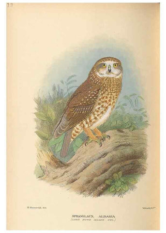 Reproducción/Reproduction 48786586002: The birds of Norfolk & Lord Howe Islands and the Australasian South Polar quadrant :. London :H.F. & G. Witherby,1928.. 