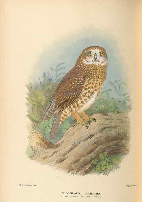 Reproducción/Reproduction 48786586002: The birds of Norfolk & Lord Howe Islands and the Australasian South Polar quadrant :. London :H.F. & G. Witherby,1928.. 