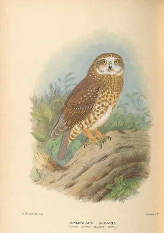 Reproducción/Reproduction 48786586002: The birds of Norfolk & Lord Howe Islands and the Australasian South Polar quadrant :. London :H.F. & G. Witherby,1928.. 
