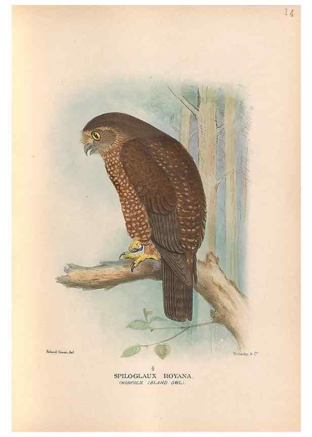 Reproducción/Reproduction 48786586222: The birds of Norfolk & Lord Howe Islands and the Australasian South Polar quadrant :. London :H.F. & G. Witherby,1928.. 