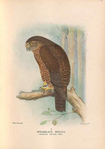 Reproducción/Reproduction 48786586222: The birds of Norfolk & Lord Howe Islands and the Australasian South Polar quadrant :. London :H.F. & G. Witherby,1928.. 