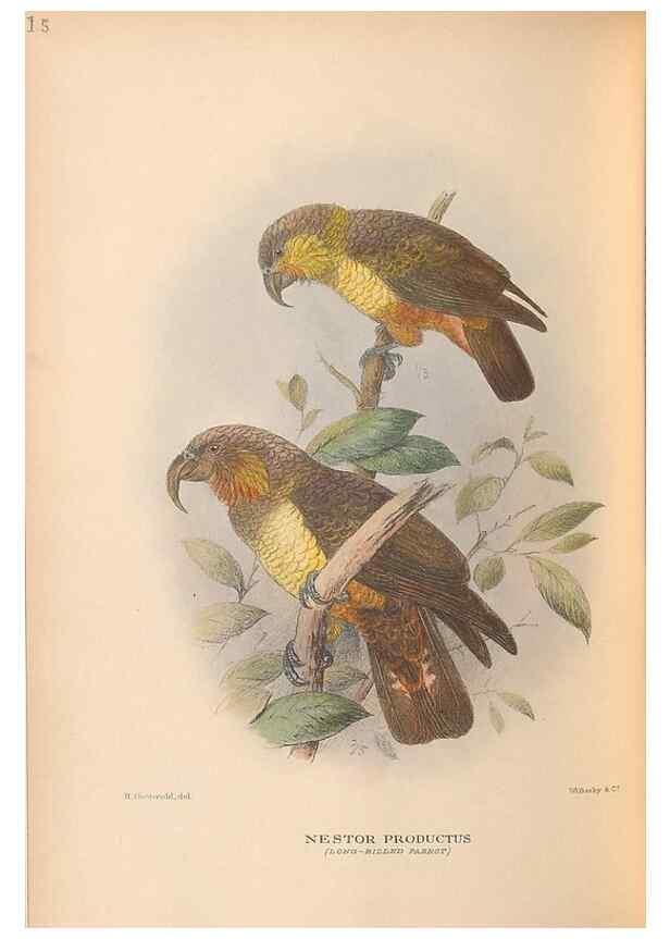 Reproducción/Reproduction 48786586457: The birds of Norfolk & Lord Howe Islands and the Australasian South Polar quadrant :. London :H.F. & G. Witherby,1928.. 