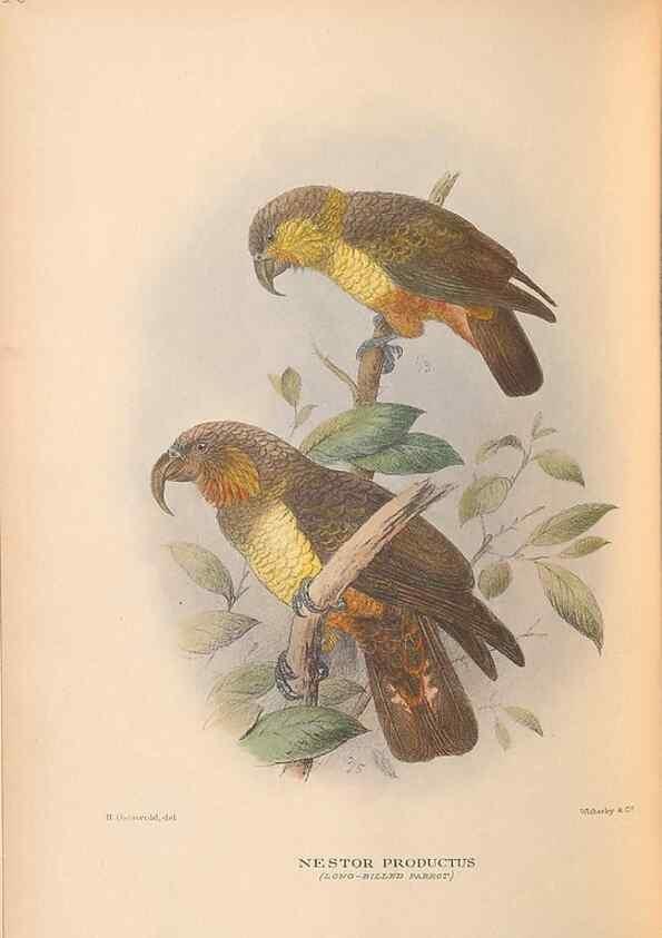 Reproducción/Reproduction 48786586457: The birds of Norfolk & Lord Howe Islands and the Australasian South Polar quadrant :. London :H.F. & G. Witherby,1928.. 