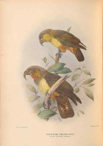 Reproducción/Reproduction 48786586457: The birds of Norfolk & Lord Howe Islands and the Australasian South Polar quadrant :. London :H.F. & G. Witherby,1928.. 