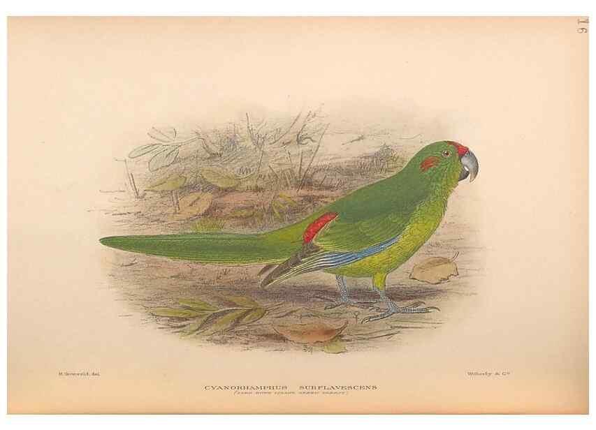 Reproducción/Reproduction 48786435826: The birds of Norfolk & Lord Howe Islands and the Australasian South Polar quadrant :. London :H.F. & G. Witherby,1928.. 