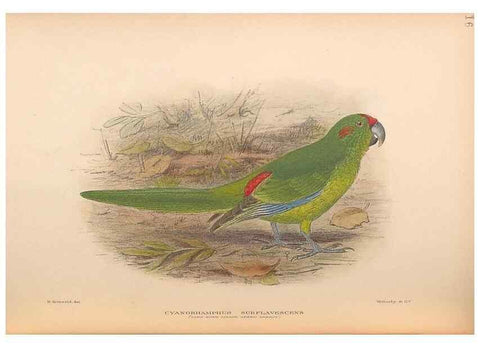Reproducción/Reproduction 48786435826: The birds of Norfolk & Lord Howe Islands and the Australasian South Polar quadrant :. London :H.F. & G. Witherby,1928.. 
