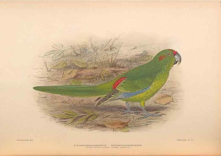 Reproducción/Reproduction 48786435826: The birds of Norfolk & Lord Howe Islands and the Australasian South Polar quadrant :. London :H.F. & G. Witherby,1928.. 
