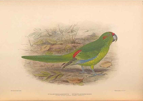 Reproducción/Reproduction 48786435826: The birds of Norfolk & Lord Howe Islands and the Australasian South Polar quadrant :. London :H.F. & G. Witherby,1928.. 