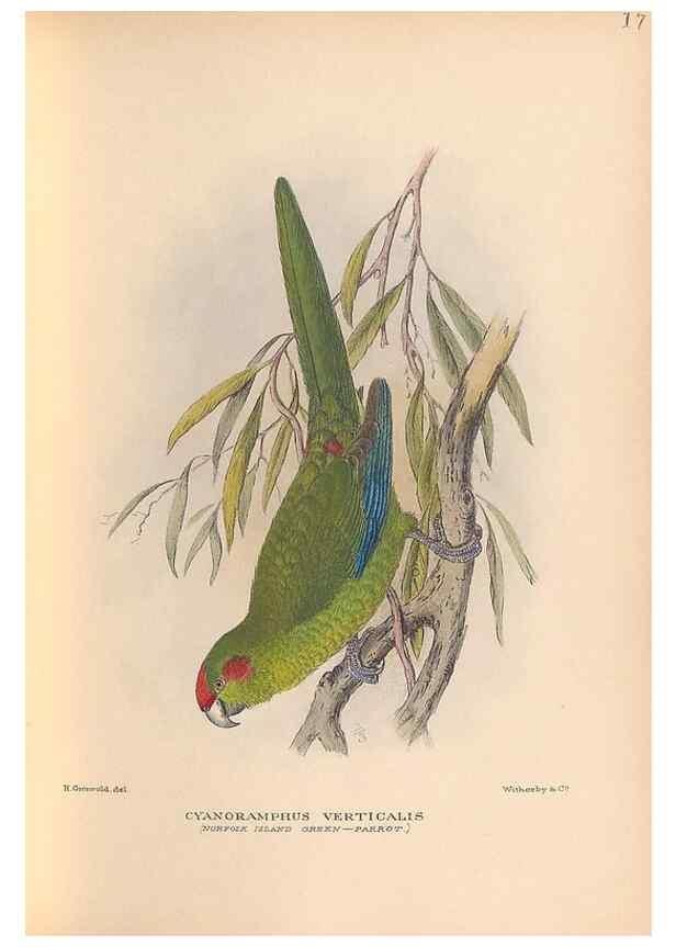 Reproducción/Reproduction 48786436066: The birds of Norfolk & Lord Howe Islands and the Australasian South Polar quadrant :. London :H.F. & G. Witherby,1928.. 