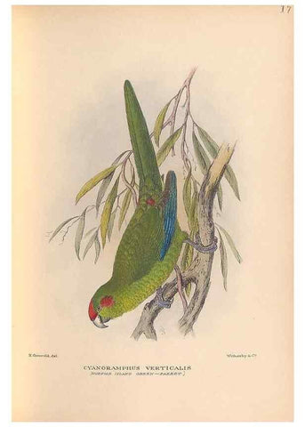 Reproducción/Reproduction 48786436066: The birds of Norfolk & Lord Howe Islands and the Australasian South Polar quadrant :. London :H.F. & G. Witherby,1928.. 