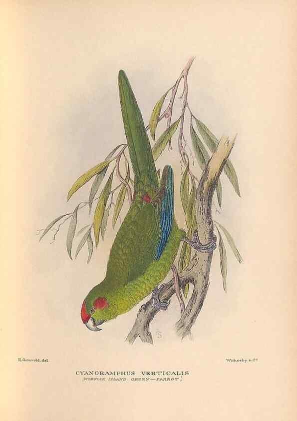 Reproducción/Reproduction 48786436066: The birds of Norfolk & Lord Howe Islands and the Australasian South Polar quadrant :. London :H.F. & G. Witherby,1928.. 