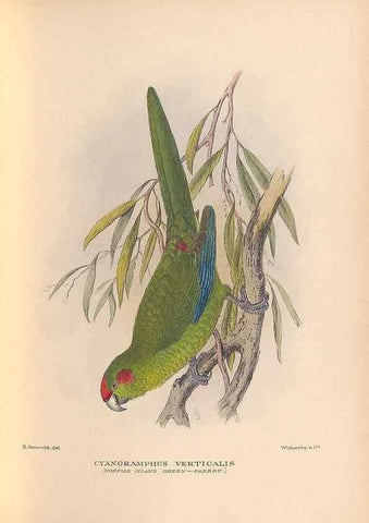 Reproducción/Reproduction 48786436066: The birds of Norfolk & Lord Howe Islands and the Australasian South Polar quadrant :. London :H.F. & G. Witherby,1928.. 