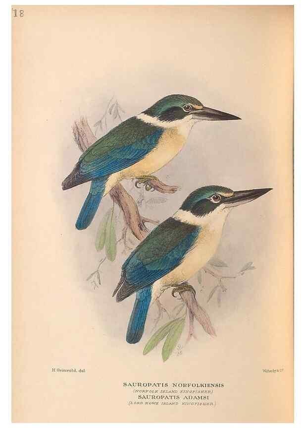 Reproducción/Reproduction 48786071483: The birds of Norfolk & Lord Howe Islands and the Australasian South Polar quadrant :. London :H.F. & G. Witherby,1928.. 