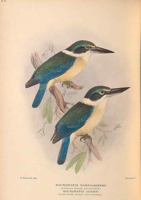 Reproducción/Reproduction 48786071483: The birds of Norfolk & Lord Howe Islands and the Australasian South Polar quadrant :. London :H.F. & G. Witherby,1928.. 